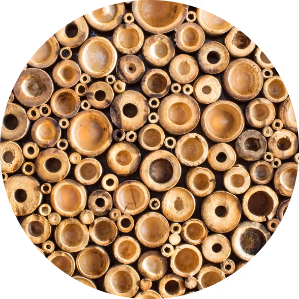 mozo-vanaf-de-wortel